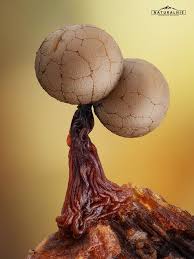 Attēlu rezultāti vaicājumam “Cribraria sp.”