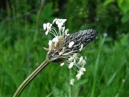 Attēlu rezultāti vaicājumam “Plantago lanceolata flower”