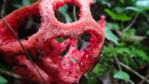 Attēlu rezultāti vaicājumam “Clathrus ruber”