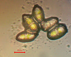 Attēlu rezultāti vaicājumam “Scapania mucronata”