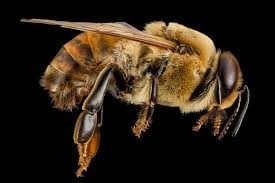Attēlu rezultāti vaicājumam “Apis mellifera”