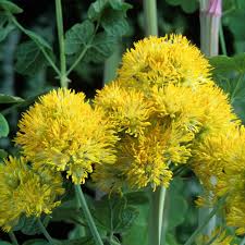Attēlu rezultāti vaicājumam “Thalictrum flavum”