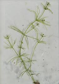 Attēlu rezultāti vaicājumam “Chara intermedia”