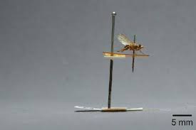 Attēlu rezultāti vaicājumam “Tetanops myopina”