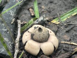 Attēlu rezultāti vaicājumam “Geastrum”