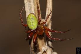 Attēlu rezultāti vaicājumam “Araniella male”