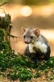 Attēlu rezultāti vaicājumam “Martes foina”