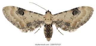 Attēlu rezultāti vaicājumam “Eupithecia icterata female”