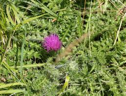Attēlu rezultāti vaicājumam “Cirsium acaule leaf”