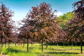 Attēlu rezultāti vaicājumam “Fagus sylvatica”