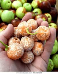 Attēlu rezultāti vaicājumam “Ginkgo biloba fruit”