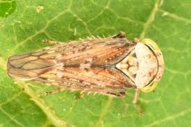 Attēlu rezultāti vaicājumam “Paramesus obtusifrons”