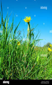 Attēlu rezultāti vaicājumam “Tragopogon heterospermus bud”