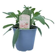 Image result for Salvie