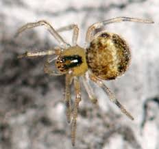 Attēlu rezultāti vaicājumam “Paidiscura pallens”