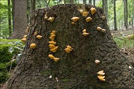 Attēlu rezultāti vaicājumam “Climacocystis borealis”