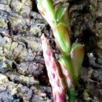 Attēlu rezultāti vaicājumam “Carex digitata fruit”