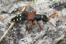 Attēlu rezultāti vaicājumam “Staphylinus erythropterus”