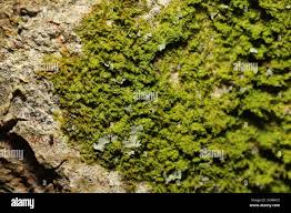 Attēlu rezultāti vaicājumam “Metzgeria violacea”