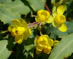 Attēlu rezultāti vaicājumam “Berberidaceae”