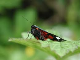 Attēlu rezultāti vaicājumam “Callimorpha dominula”