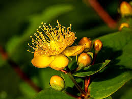 Attēlu rezultāti vaicājumam “Hypericum perforatum flower”