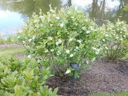 Attēlu rezultāti vaicājumam “Aronia melanocarpa flower”