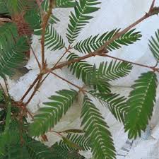 Image result for pohon semalu images