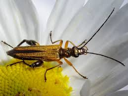 Attēlu rezultāti vaicājumam “Oedemera sp.”