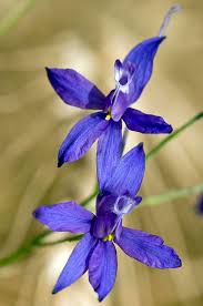 Image result for Consolida regalis