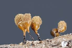 Attēlu rezultāti vaicājumam “Hemitrichia chrysospora spores”