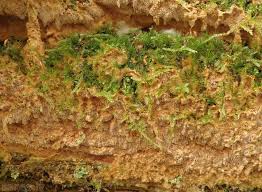 Attēlu rezultāti vaicājumam “Asterodon ferruginosus”