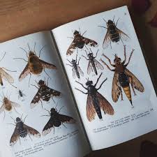 Attēlu rezultāti vaicājumam “Exoprosopa capucina”