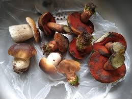 Attēlu rezultāti vaicājumam “Sutorius luridiformis”