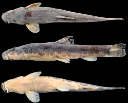 Attēlu rezultāti vaicājumam “Barbatula barbatula”