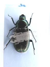 Attēlu rezultāti vaicājumam “Platycerus caraboides”