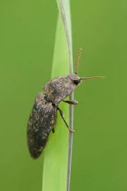 Attēlu rezultāti vaicājumam “Cidnopus aeruginosus”