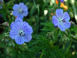 Image result for Geranium pratense