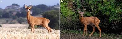 Attēlu rezultāti vaicājumam “Capreolus capreolus”