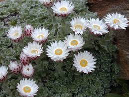 Image result for Helichrysum lindleyii