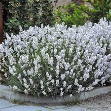 Image result for Lavendel