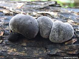 Attēlu rezultāti vaicājumam “Daldinia concentrica”