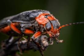 Attēlu rezultāti vaicājumam “Cantharis obscura”