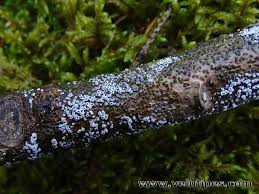 Attēlu rezultāti vaicājumam “Lachnella alboviolascens”