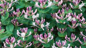 Attēlu rezultāti vaicājumam “Lonicera”