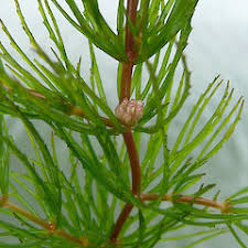 Attēlu rezultāti vaicājumam “Ceratophyllum demersum leaf”