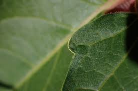 Attēlu rezultāti vaicājumam “Festuca altissima leaf”