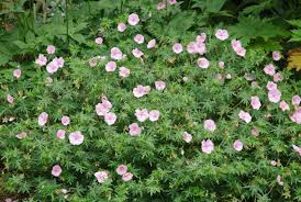 Attēlu rezultāti vaicājumam “Geranium sanguineum”