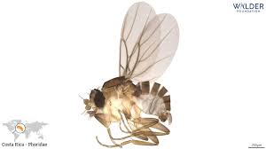 Attēlu rezultāti vaicājumam “Phoridae”