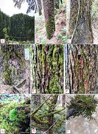 Attēlu rezultāti vaicājumam “Lophocolea minor macro”